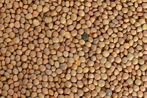 Legumi secchi: quali sono e come cucinare i migliori