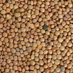 Legumi secchi: quali sono e come cucinare i migliori