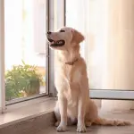 Acquistare una zanzariera magnetica: cosa bisogna sapere