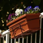 Come proteggere le piante dal freddo sul balcone: strategie efficaci contro gelo e sbalzi termici