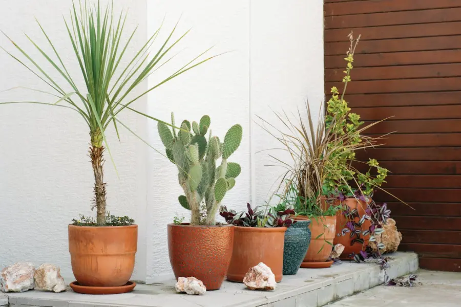 Come scegliere il terriccio giusto per le piante in vaso