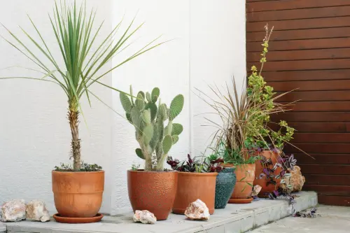 Come scegliere il terriccio giusto per le piante in vaso