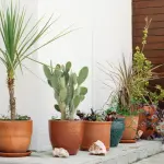 Come scegliere il terriccio giusto per le piante in vaso