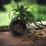 Cannabis autofiorente: gli errori da evitare